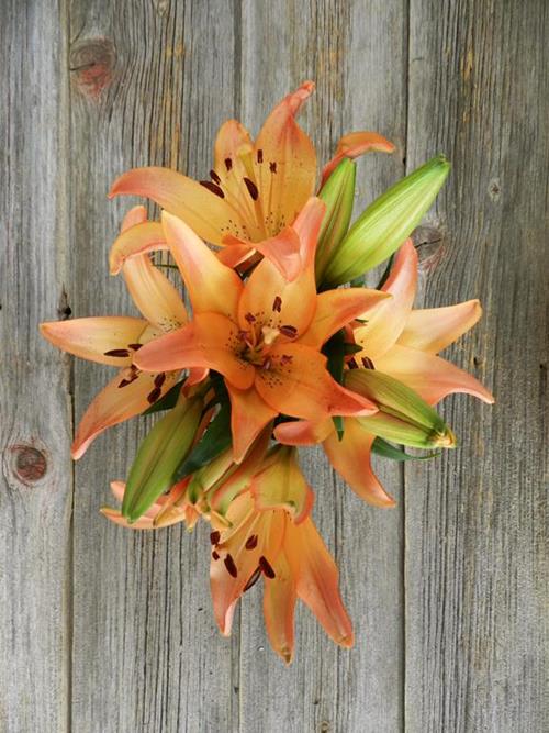 ROYAL SUNSET 3/S BICOLOR ORANGE/PINK L.A. HYBRID LILIES